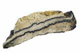 Mammoth Molar Slice With Case - South Carolina #106522-2